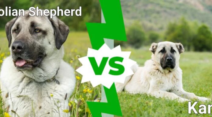 pastore anatolico contro kangal