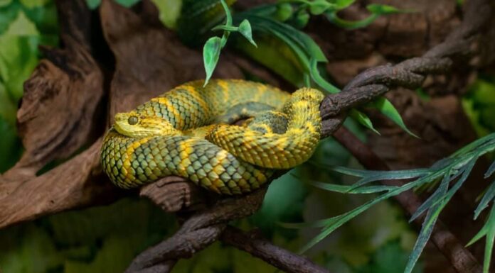 I colori della vipera dei cespugli possono essere uniformi o screziati con macchie nerastre.