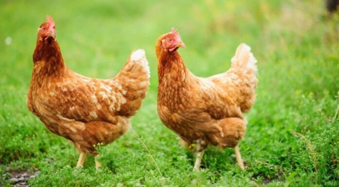 Due polli su sfondo verde