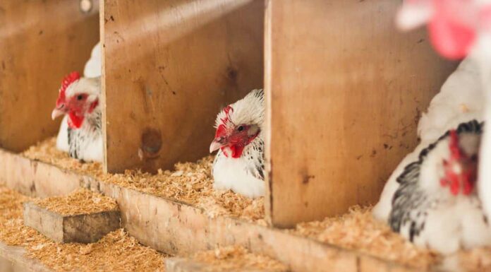 Galline adulte da cova