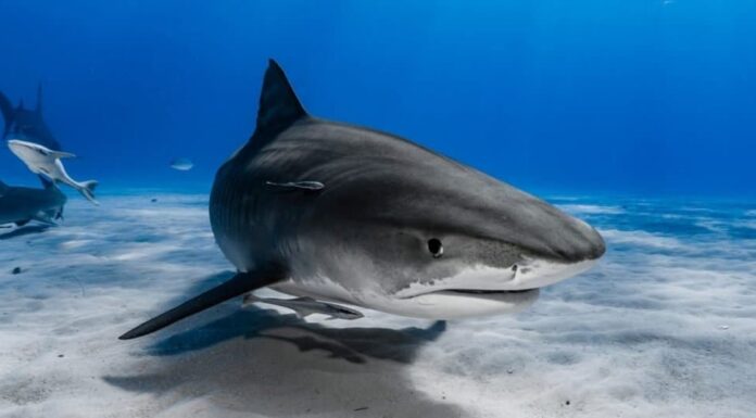 I 10 squali più veloci del mondo
