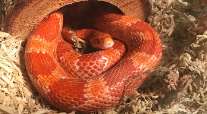 serpente del grano nel terrario