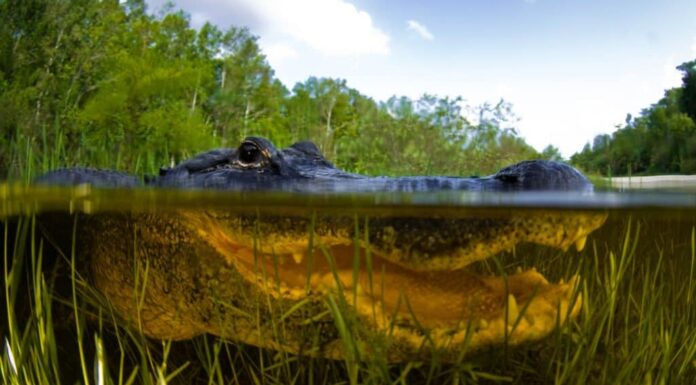Alligatore che cammina nell'acqua