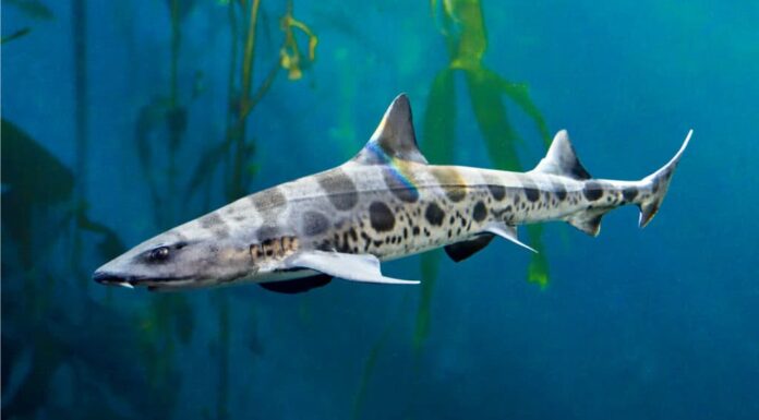 Squalo leopardo che nuota nel letto di alghe
