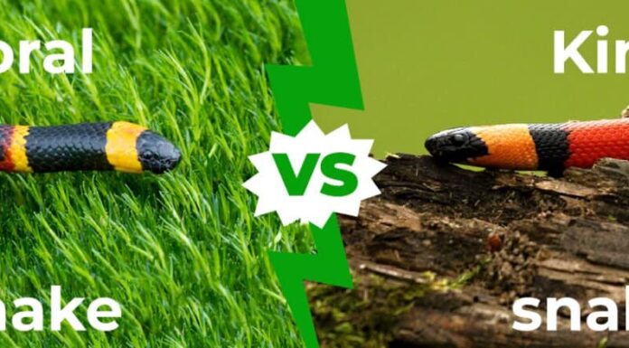 Serpente corallo vs serpente reale: 5 differenze chiave spiegate
