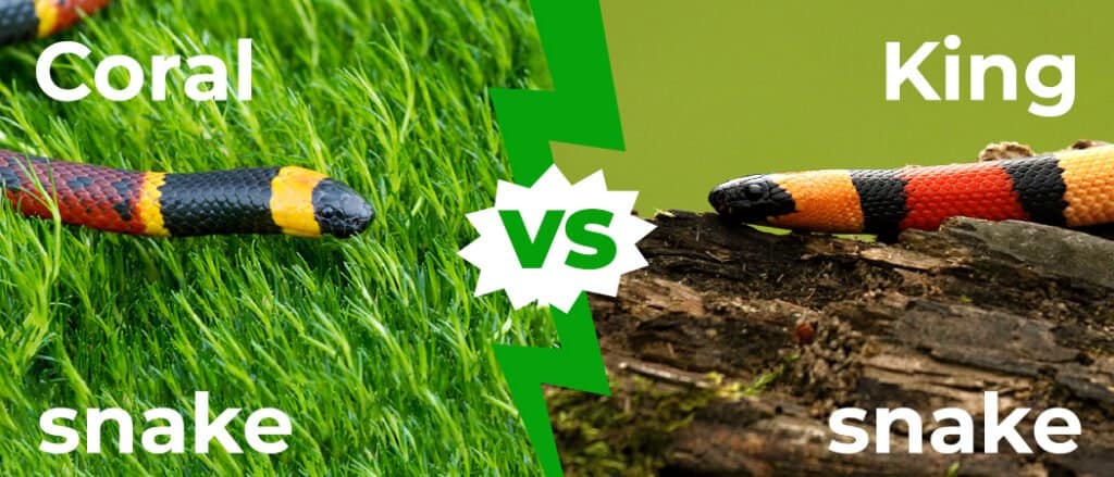 Serpente corallo vs serpente reale: 5 differenze chiave spiegate