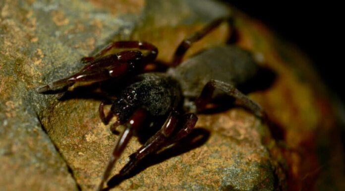 Ragno dalla coda bianca (Lampona cylindrata)