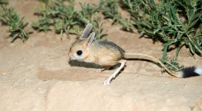 La coda più lunga: il gerboa dalle orecchie lunghe