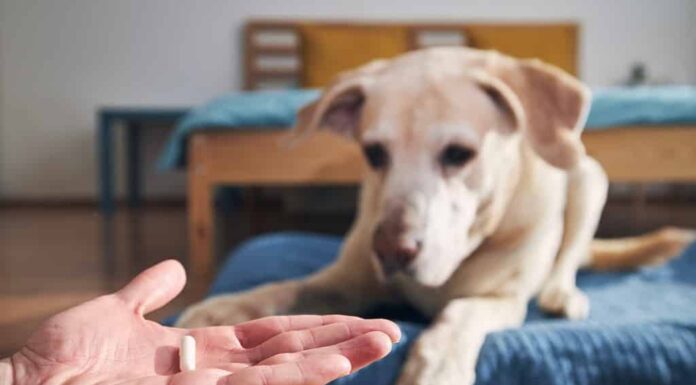 Un uomo tiene in mano una pillola per un cane malato. Il proprietario dell'animale domestico dà la medicina al suo vecchio labrador retriever.