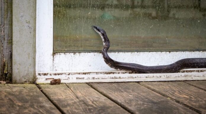 Dove vivono i serpenti