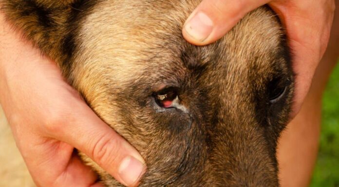 cane con secrezione oculare