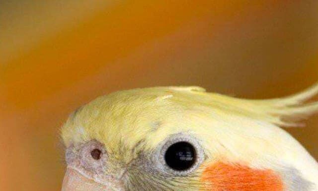 Cosa mangiano i calopsitte? Una guida alla loro dieta Immagine poster