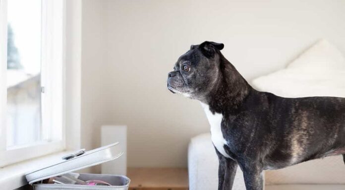 Cane anziano che guarda fuori dalla finestra mentre è in piedi su una sedia in attesa del padrone. Triste o ansioso. Profilo laterale di una femmina di Boston Terrier Pug di 9 anni con colorazione tigrata nera. Messa a fuoco selettiva.