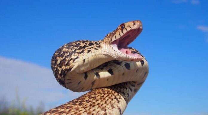 Serpente toro con fauci aperte