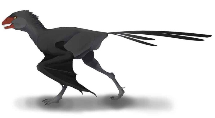 9 dinosauri con piume
