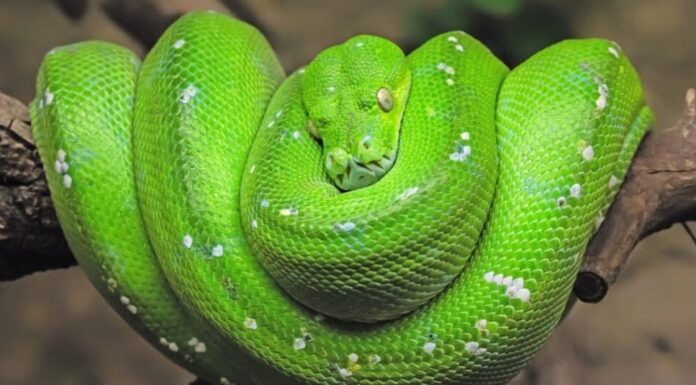 A 445.800 dollari ecco il serpente più costoso del mondo!