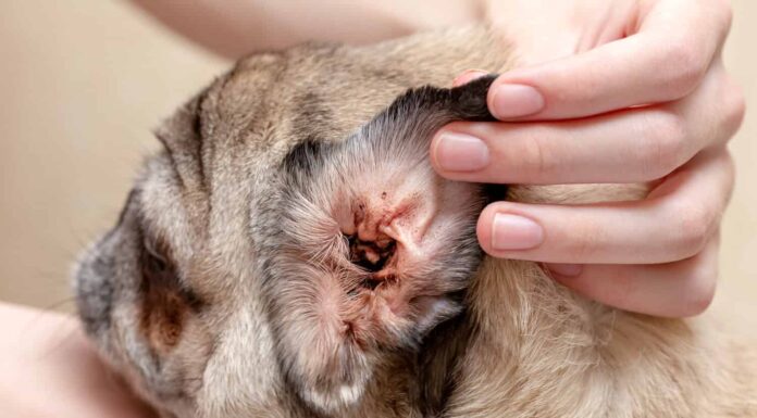 Orecchio sporco di un cane. Orecchio di un cane infettato da un acaro dell'orecchio.