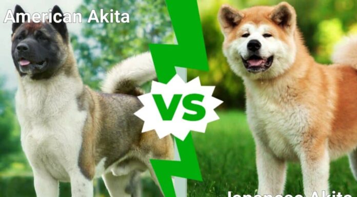 Akita americano contro Akita giapponese
