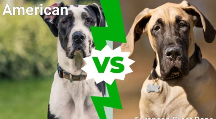 Alano americano vs europeo