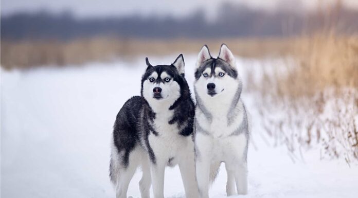 il sapore delle zone umide selvagge
