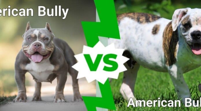 bullo americano contro bulldog americano