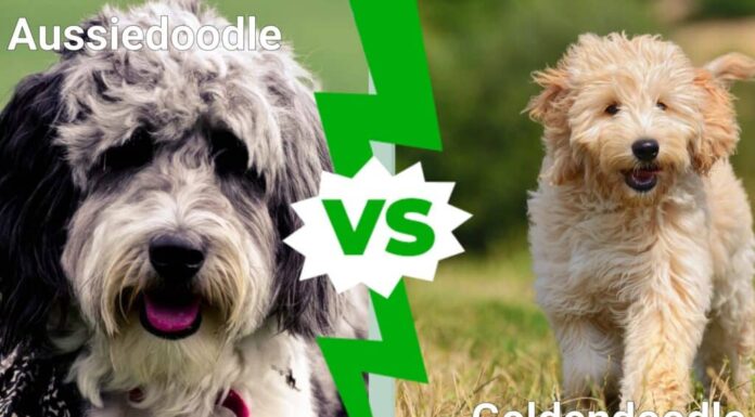 Aussiedoodle contro Goldendoodle