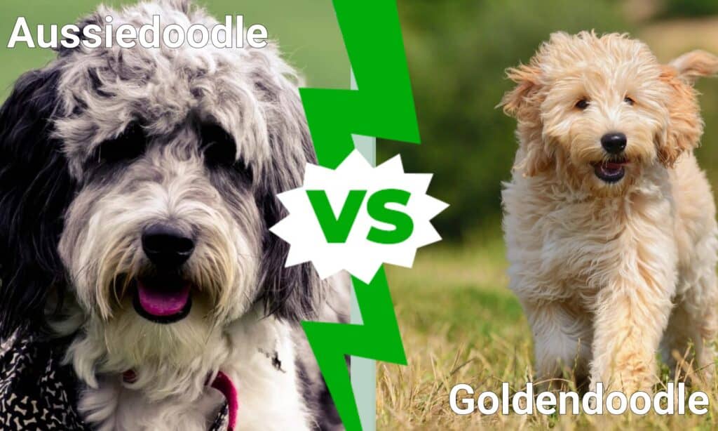 Aussiedoodle contro Goldendoodle