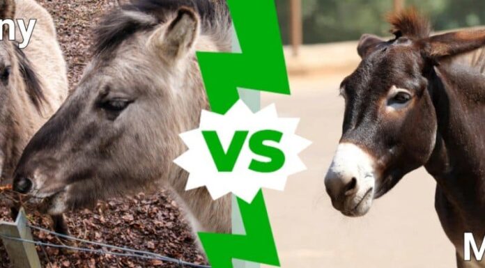 bardotto contro mulo