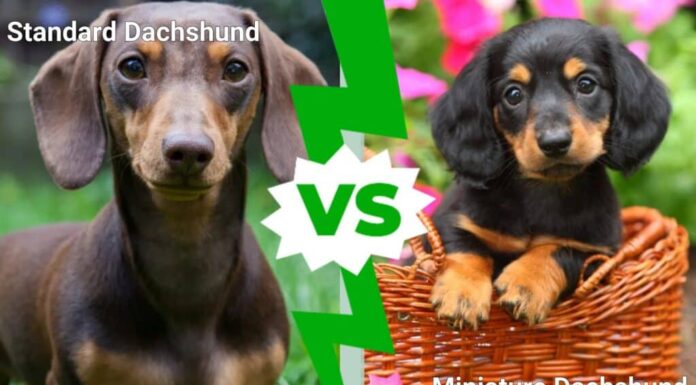 Bassotto standard contro bassotto nano