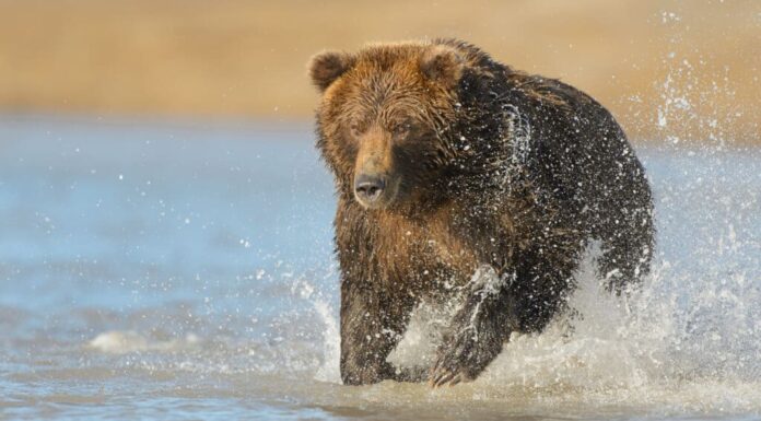 orso grizzly che corre