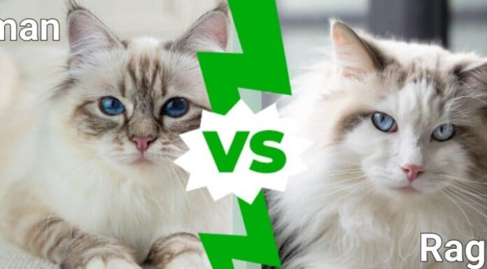 Birmano e Ragdoll: quali sono le differenze?

