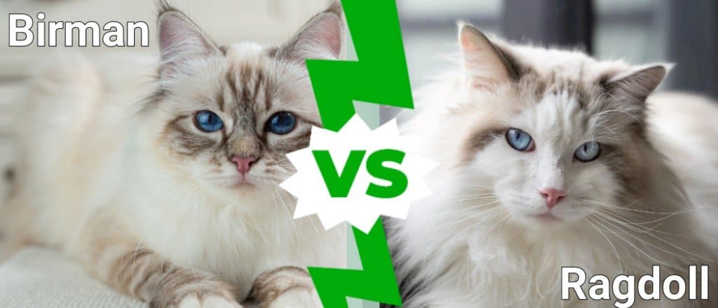 Birmano e Ragdoll: quali sono le differenze?