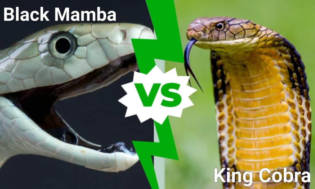 Mamba nero contro cobra reale