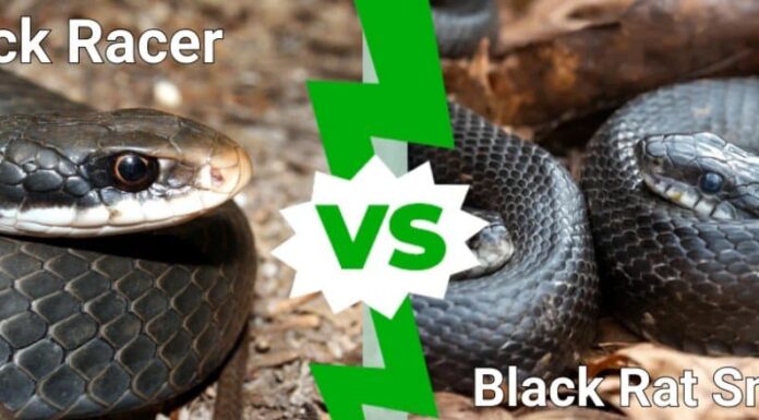 serpente nero contro serpente ratto nero