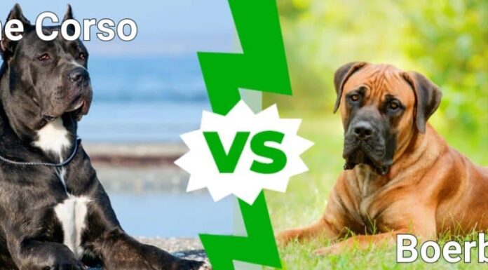 Cane Corso contro Boerboel