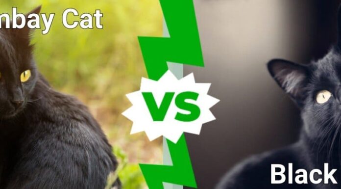 Gatto Bombay contro Gatto Nero