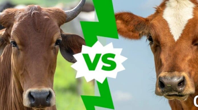 Bue e mucca: quali sono le differenze?
