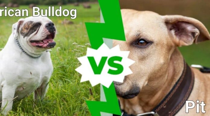 Bulldog americano contro pitbull