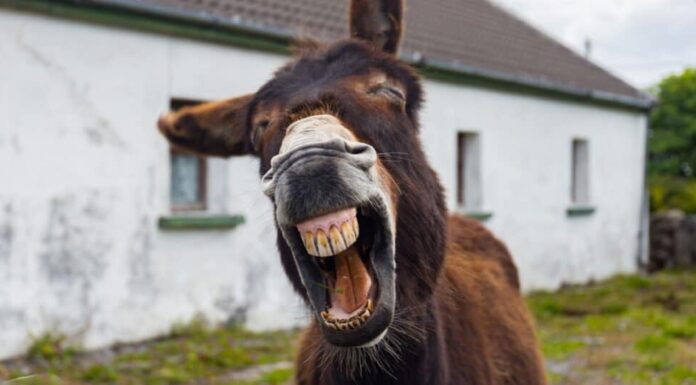 Denti d'asino - Asino con la bocca aperta