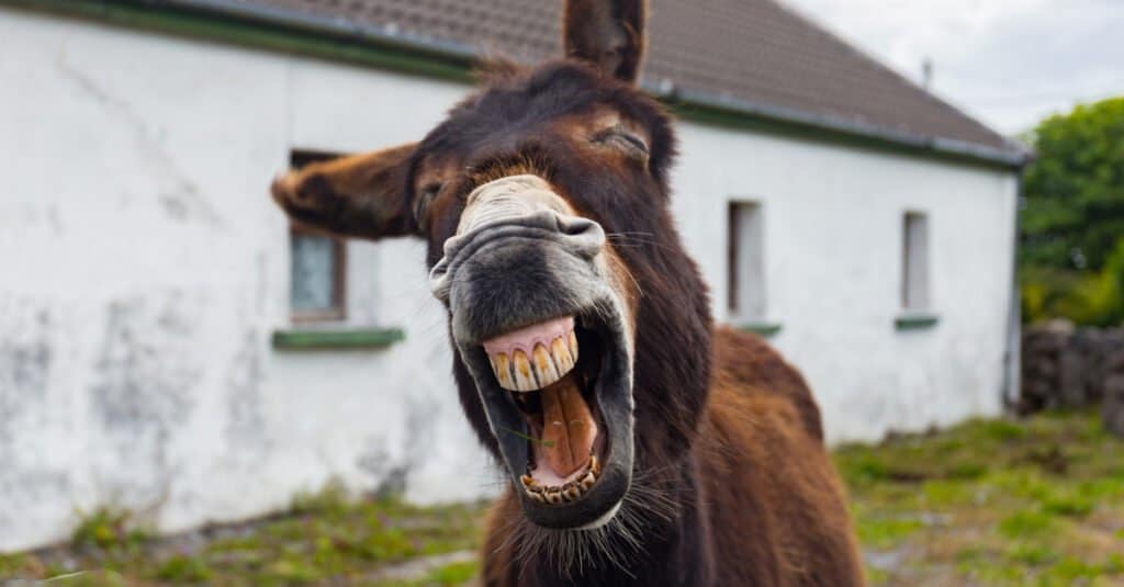 Denti d'asino - Asino con la bocca aperta