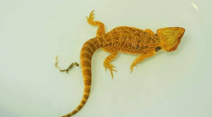 Agama barbuta baby, lucertola che fa il bagno, fa la cacca nel bagno