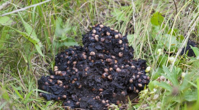 Cacca d'orso: che aspetto hanno le feci d'orso?
