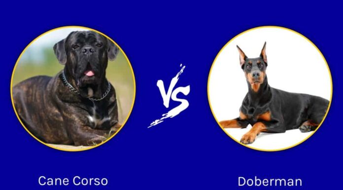 Cane Corso e Doberman: qual è la differenza?
