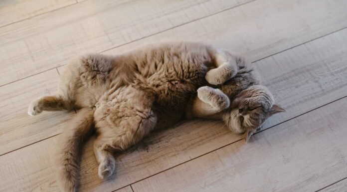 Un gatto grigio giace su un laminato. Il gatto è seduto sulla schiena sul pavimento. Gatto scozzese purosangue con orecchie dritte.