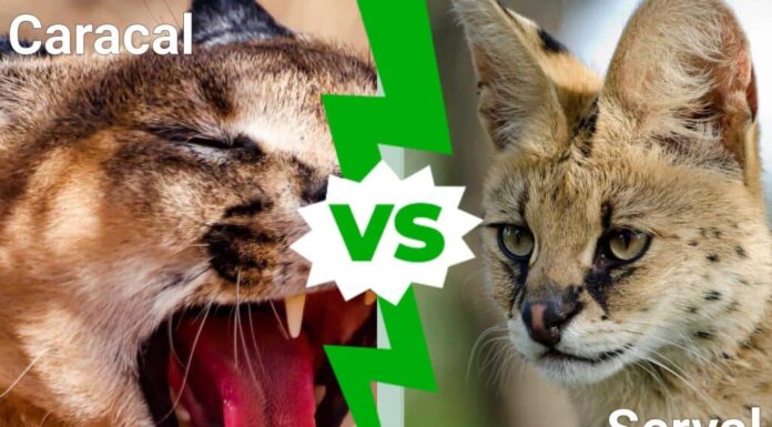 Caracal vs Serval: spiegate le differenze principali
