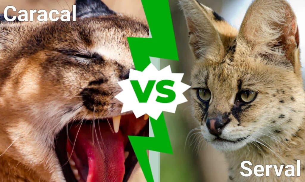 Caracal vs Serval: spiegate le differenze principali