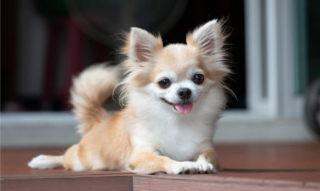 cibo per cani per chihuahua