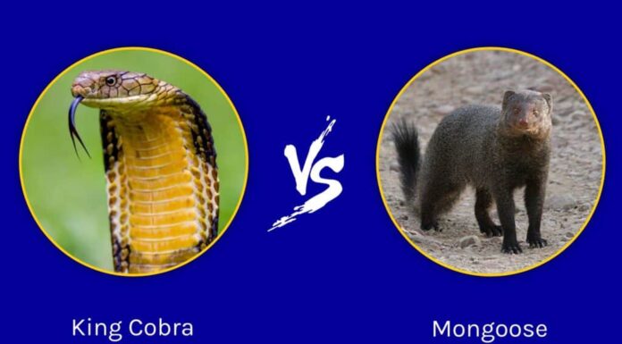 Cobra reale contro Mangusta: chi vincerebbe in uno scontro?
