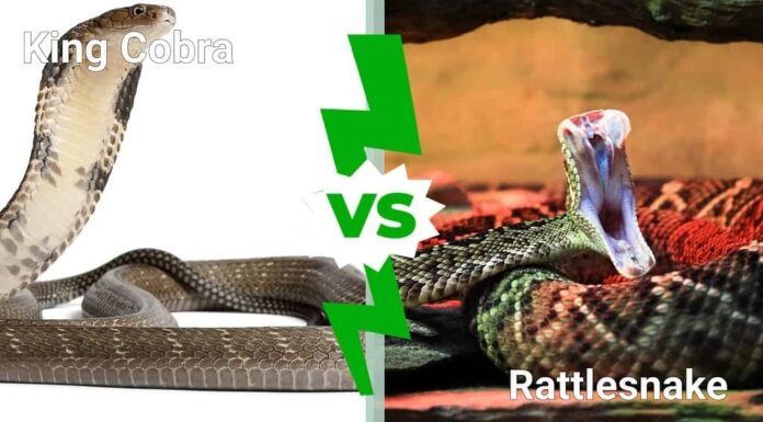 Cobra reale contro serpente a sonagli: 5 differenze chiave
