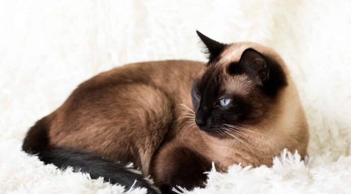 Gatto siamese thai, con occhi azzurri, sdraiato sul divano.